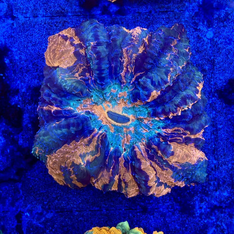 B15-01-M11 || Ultra Acanthophyllia