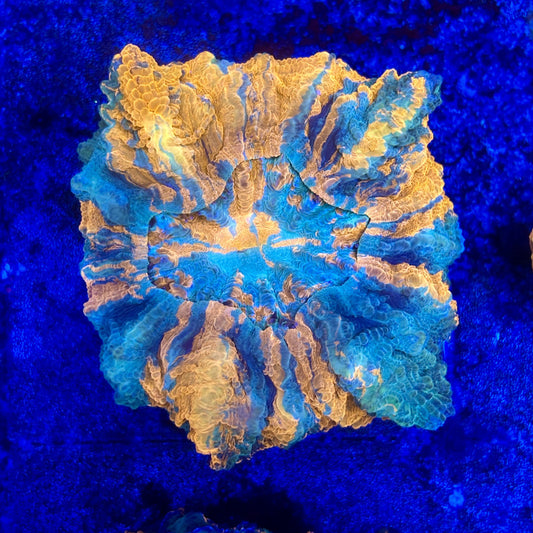 B15-02-M11 || Rainbow Acanthophyllia