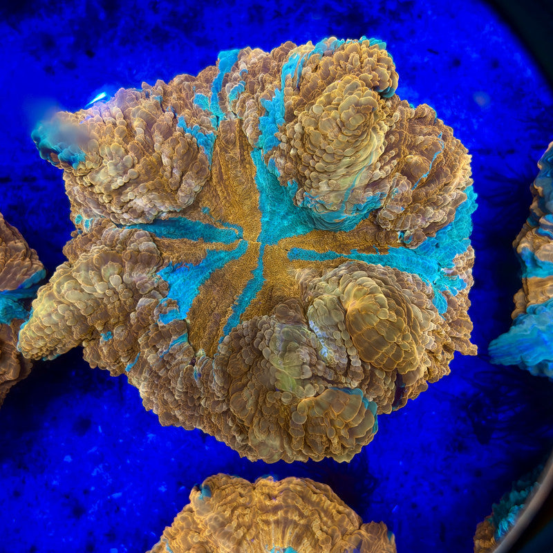 B15-04-M11 || Rainbow Acanthophyllia