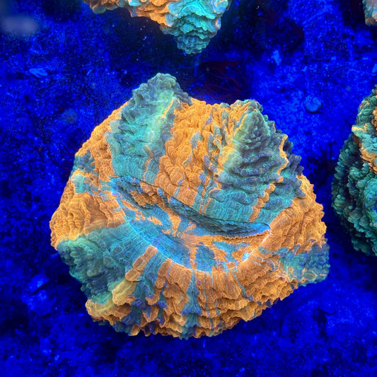 B15-05-M11 || Rainbow Acanthophyllia