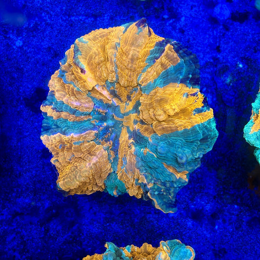 B15-07-M11 || Rainbow Acanthophyllia