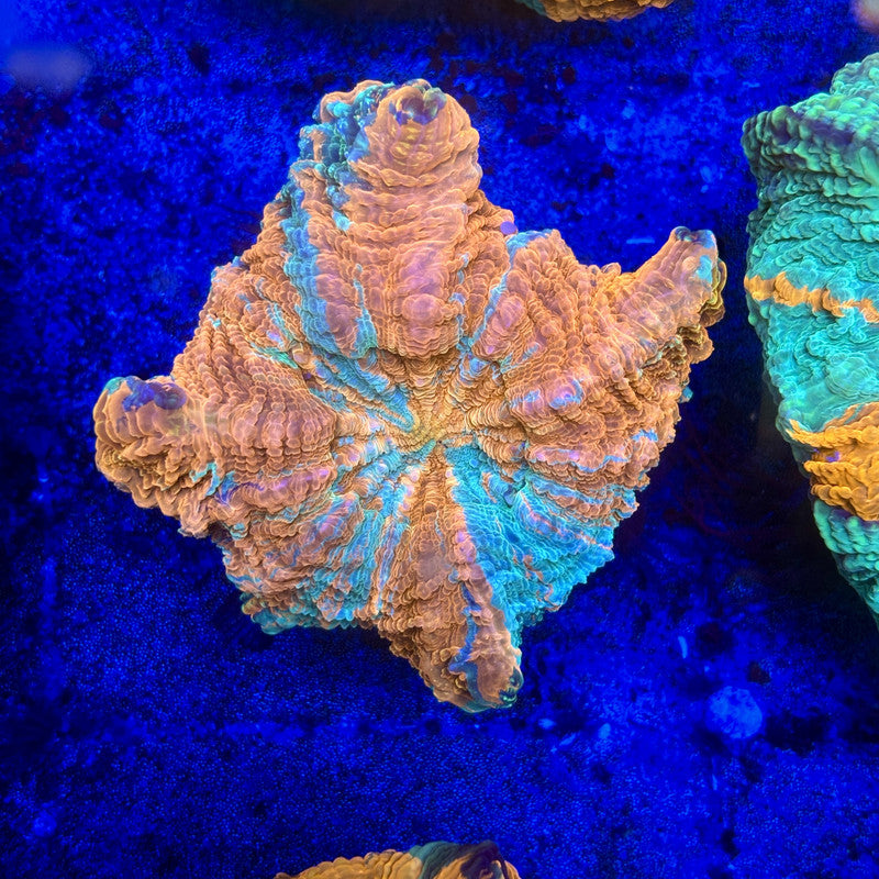 B15-08-M11 || Rainbow Acanthophyllia