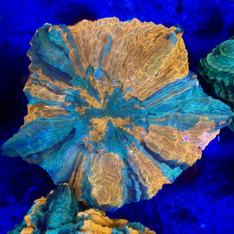 B16-02-M11 || Rainbow Acanthophyllia