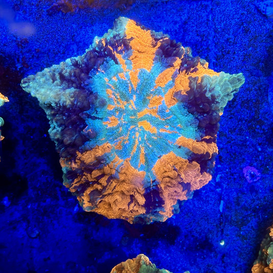 B16-04-M11 || Rainbow Acanthophyllia