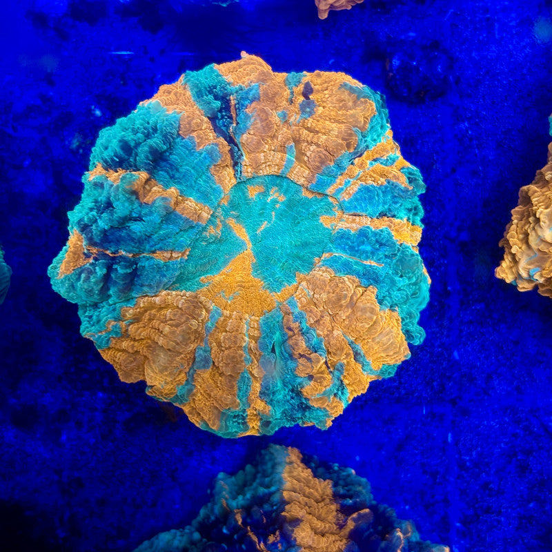 B16-05-M11 || Rainbow Acanthophyllia