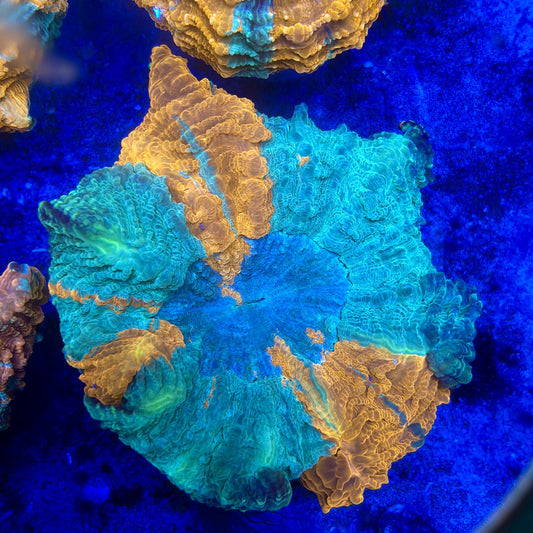 B16-06-M11 || Rainbow Acanthophyllia