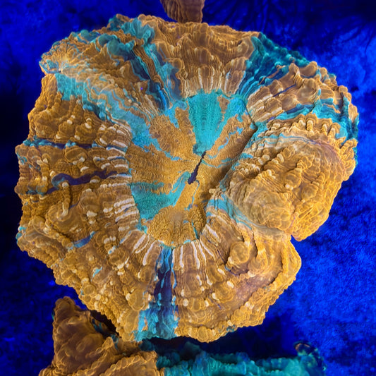 B16-07-M11 || Rainbow Acanthophyllia