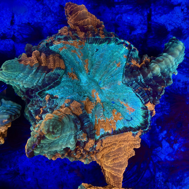 B16-08-M11 || Rainbow Acanthophyllia