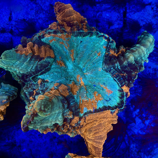 B16-08-M11 || Rainbow Acanthophyllia