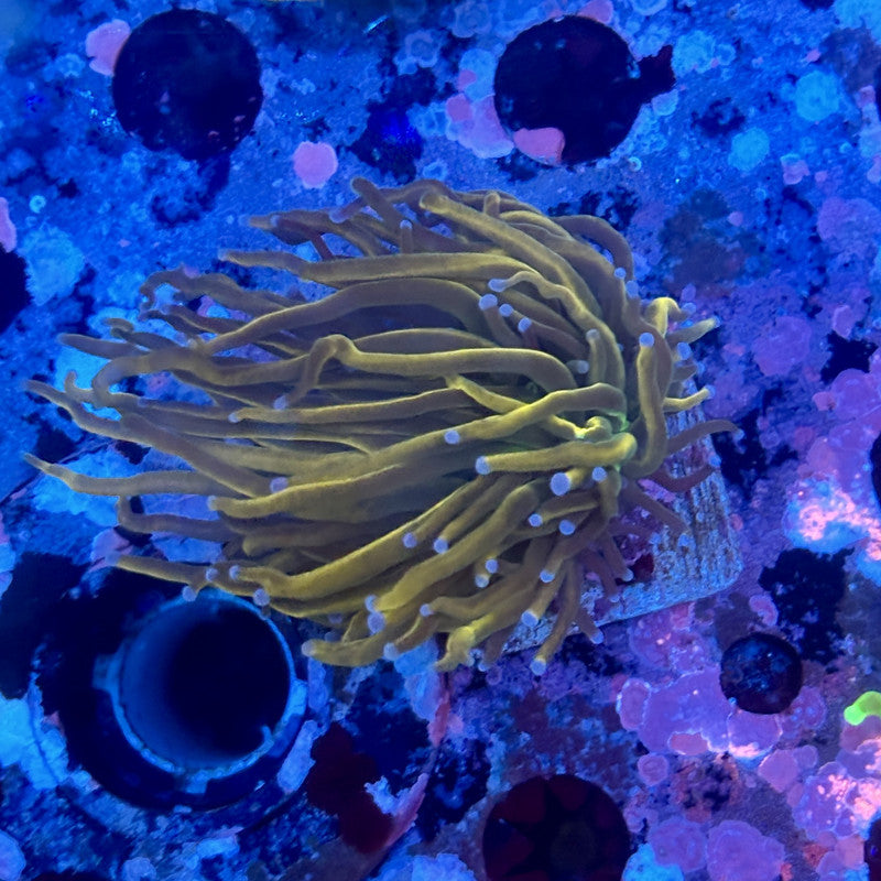 X5-01-M11 || 1 Head Dragon Tamer Torch WYSIWYG