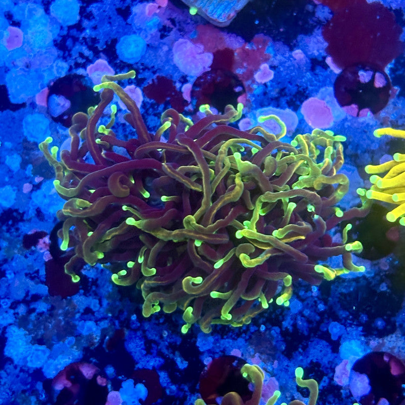 X5-03-M11 || 2 Head Hell Fire Torch WYSIWYG