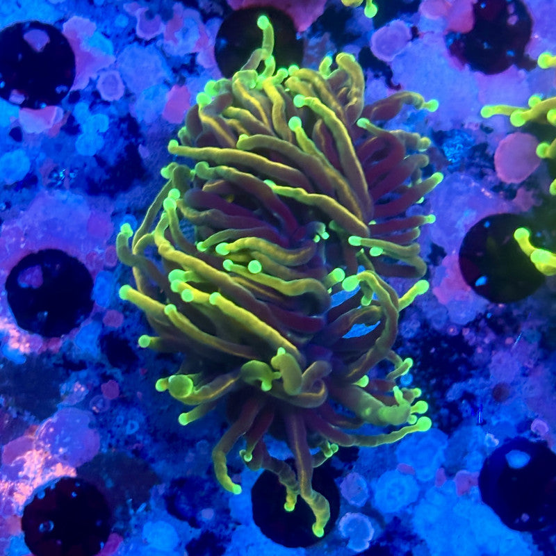 X5-05-M11 || 2 Head Hell Fire Torch WYSIWYG