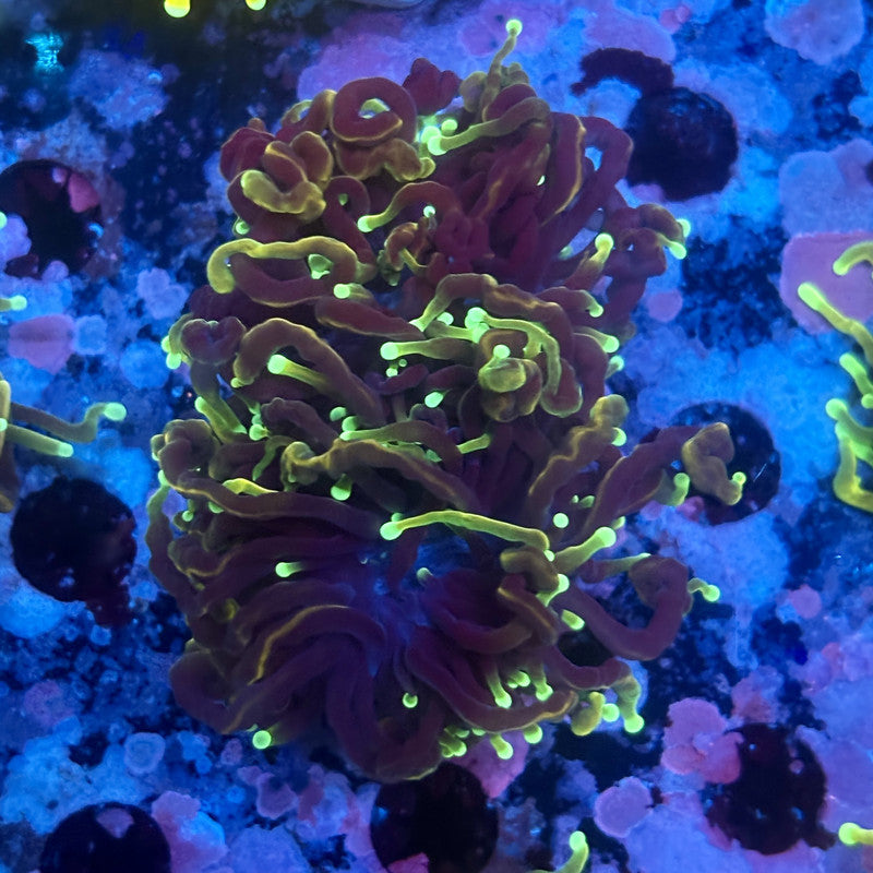 X5-06-M11 || 2 Head Hell Fire Torch WYSIWYG