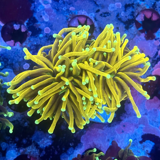 X5-07-M11 || 2 Head Holy Guacamole Torch WYSIWYG