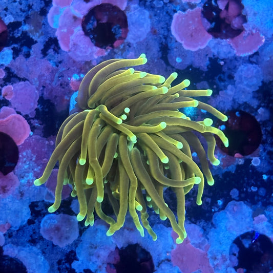 X5-11-M11 || 1 Head Holy Guacamole Torch WYSIWYG