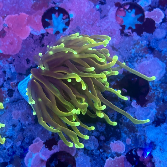 X5-12-M11 || 1 Head Dragon Soul Torch WYSIWYG