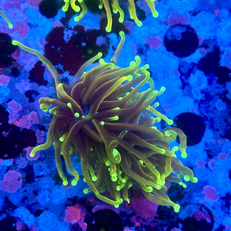 X5-13-M11 || 2 Head Dragon Fire Torch WYSIWYG