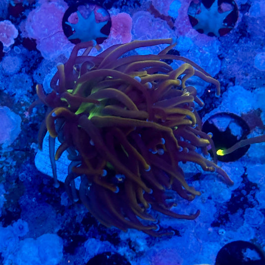 X5-16-M11 || 2 Head New York Knicks Torch WYSIWYG