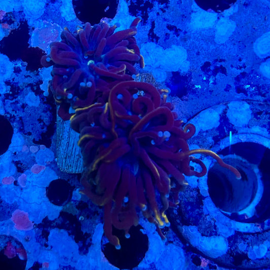 X5-17-M11 || 2 Head Indo Gold Torch WYSIWYG