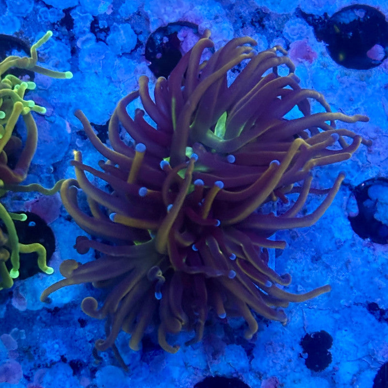 X5-19-M11 || 2 Head New York Knicks Torch WYSIWYG