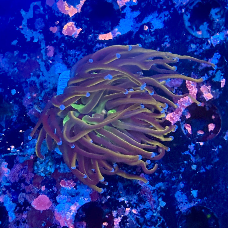 Y1-02-M11 || 1 Head New York Knicks Torch WYSIWYG