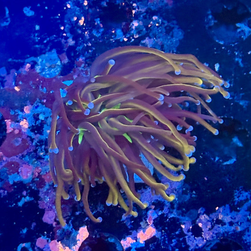 Y1-03-M11 || 1 Head New York Knicks Torch WYSIWYG