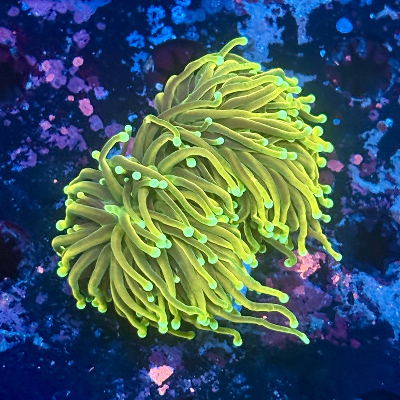 Y1-08-M11 || 2 Head Holy Guacamole Torch WYSIWYG