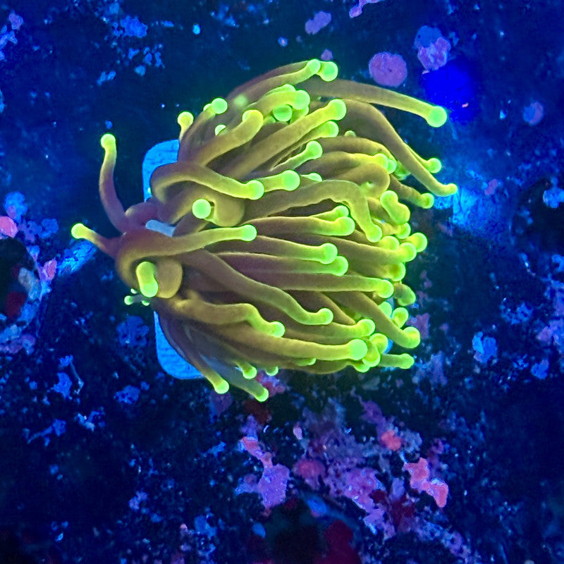 Y1-09-M11 || 1 Head Dragon Soul Torch WYSIWYG