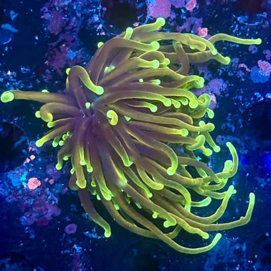 Y1-11-M11 || 1 Head Dragon Soul Torch WYSIWYG