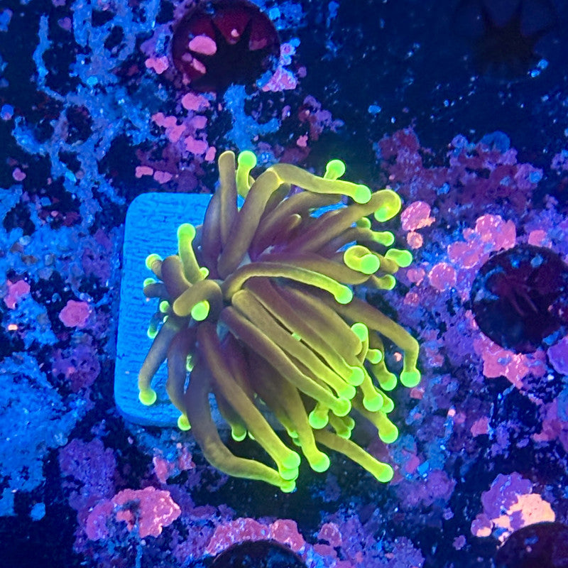 Y1-12-M11 || 1 Head Dragon Soul Torch WYSIWYG