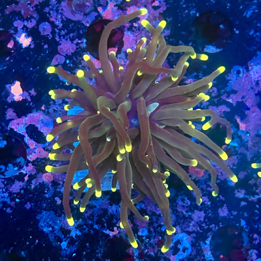 Y1-13-M11 || 2 Head Rasta Torch WYSIWYG