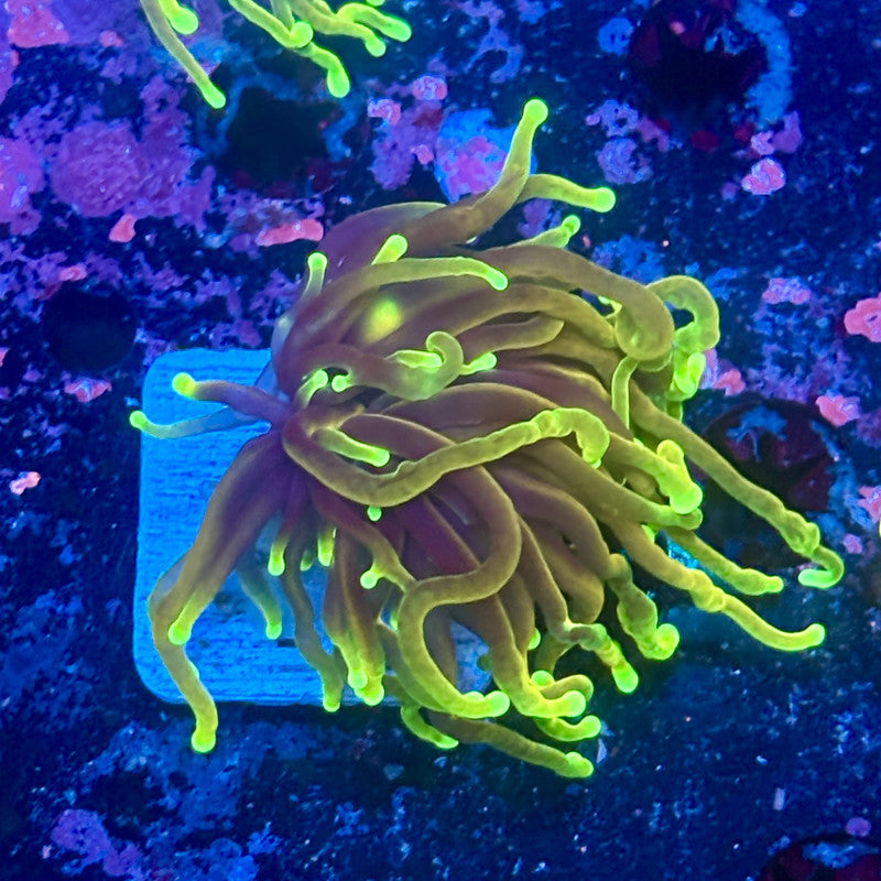 Y1-15-M11 || 1 Head Dragon Soul Torch WYSIWYG