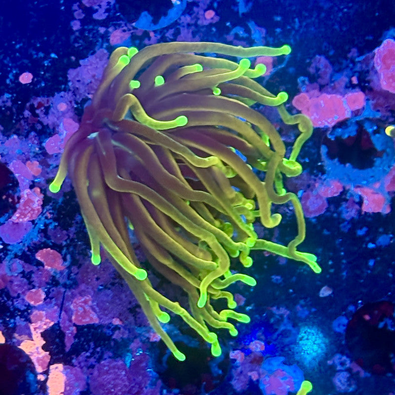 Y1-16-M11 || 1 Head Dragon Soul Torch WYSIWYG