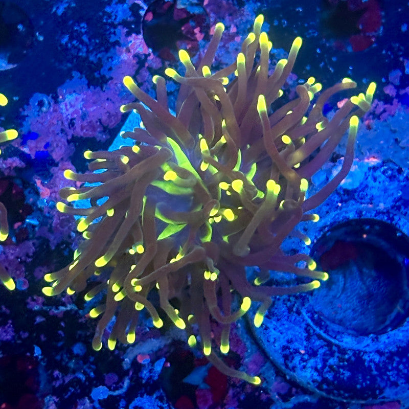 Y1-17-M11 || 1 Head Rasta Torch WYSIWYG