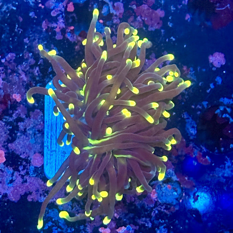 Y1-18-M11 || 1 Head Rasta Torch WYSIWYG