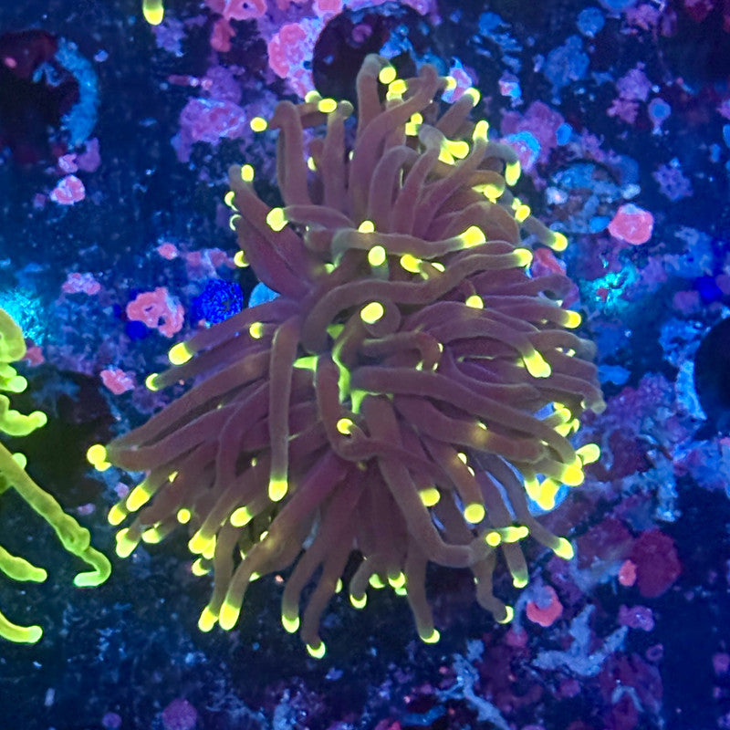 Y1-19-M11 || 1 Head Rasta Torch WYSIWYG