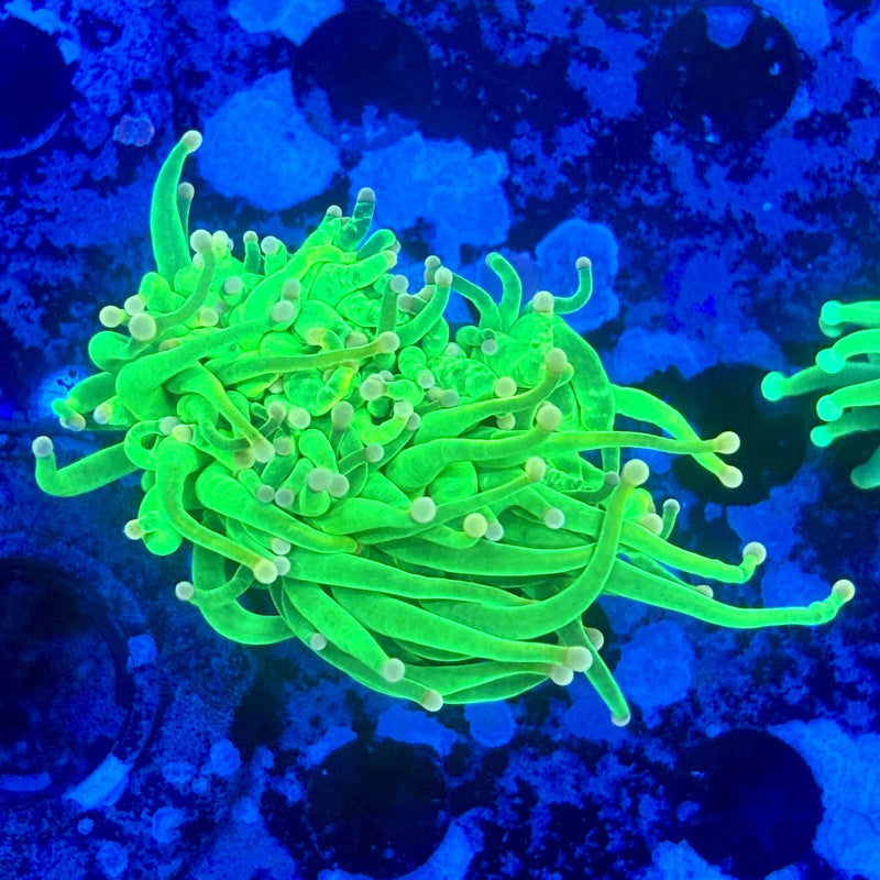 L3-01-M11 || 1 Head Malaysian Cotton Candy Torch  WYSIWYG