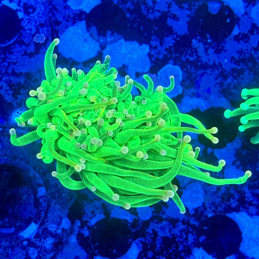 L3-01-M11 || 1 Head Malaysian Cotton Candy Torch  WYSIWYG