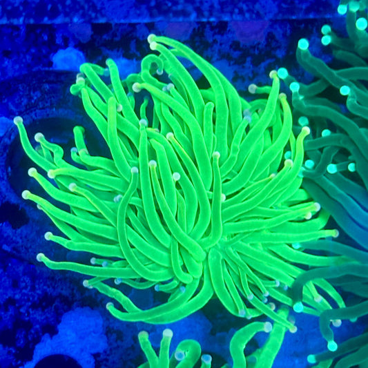 L3-04-M11 || 1 Head Malaysian Cotton Candy Torch  WYSIWYG