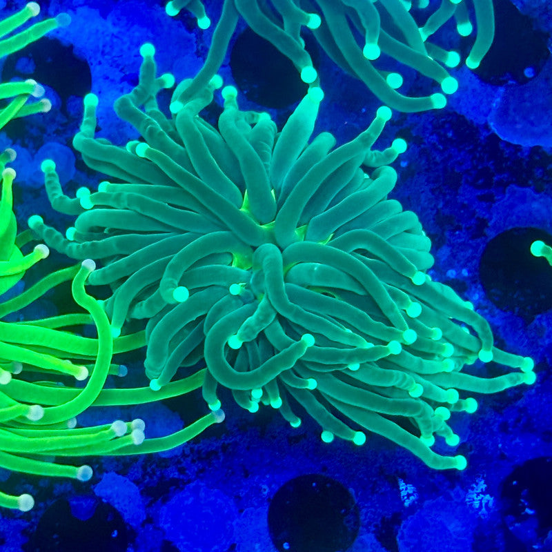 L3-06-M11 || 2 Head Hulk Torch WYSIWYG