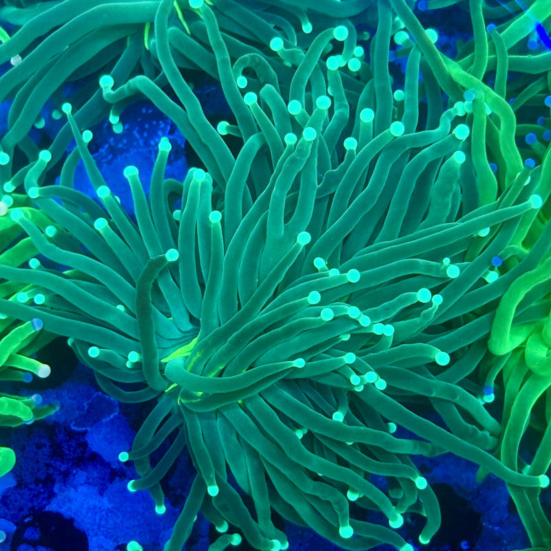 L3-07-M11 || 2 Head Hulk Torch WYSIWYG