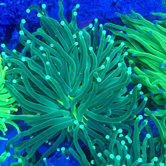 L3-08-M11 || 1 Head Hulk Torch WYSIWYG