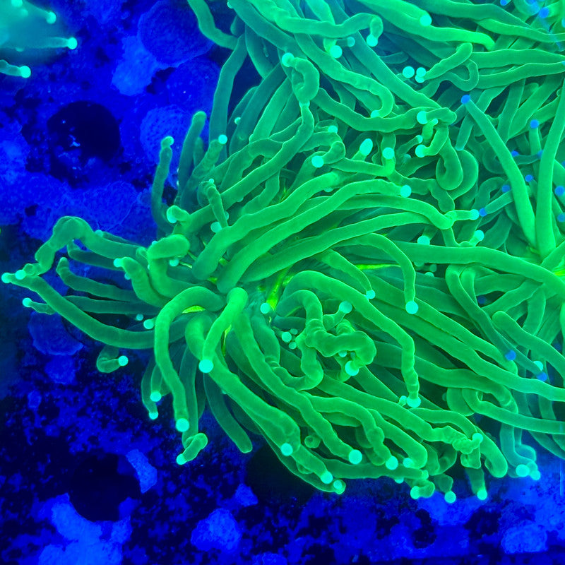 L3-09-M11 || 1 Head Pesto Green Torch