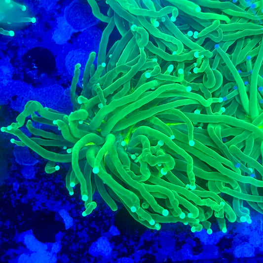 L3-09-M11 || 1 Head Pesto Green Torch