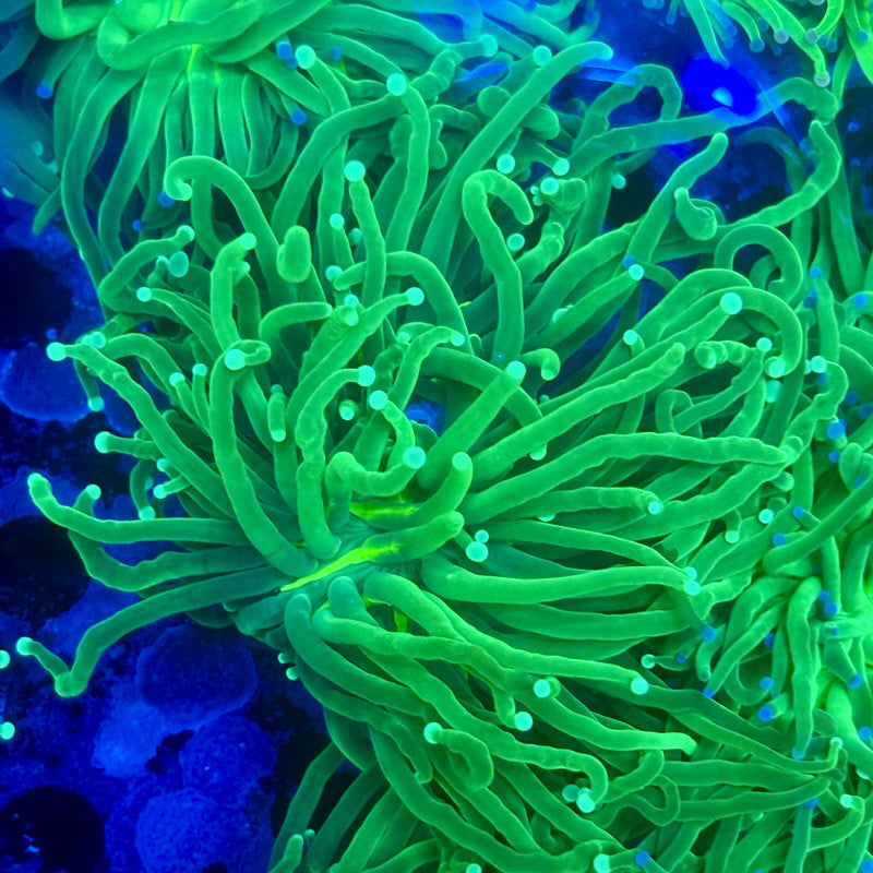 L3-10-M11 || 1 Head Pesto Green Torch