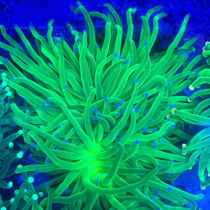 L3-12-M11 || 1 Head Todds Torch WYSIWYG