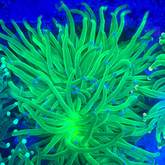 L3-12-M11 || 1 Head Todds Torch WYSIWYG