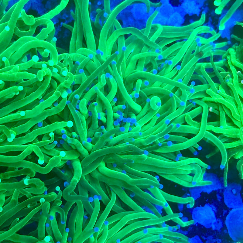 L3-14-M11 || 2 Head Todds Torch WYSIWYG