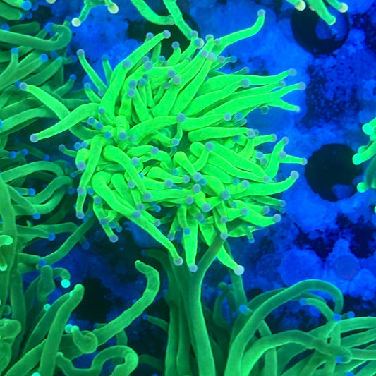 L3-15-M11 || 1 Head Todds Torch WYSIWYG