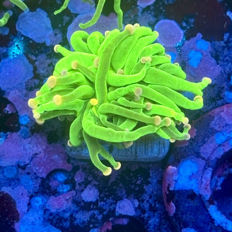 L3-17-M11 || 1 Head Malaysian Skittles Torch WYSIWYG